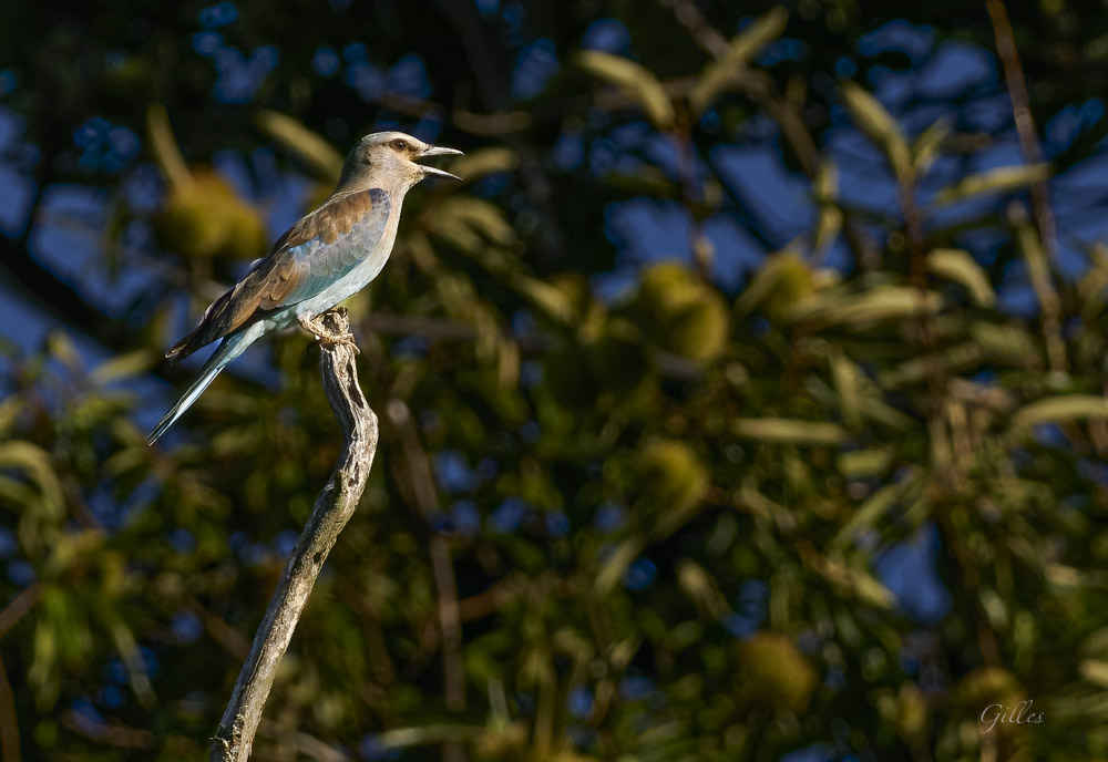 Rollier d'Europe 1.jpg