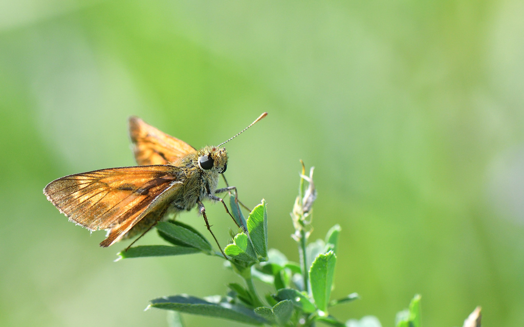 DSC_2445.jpg