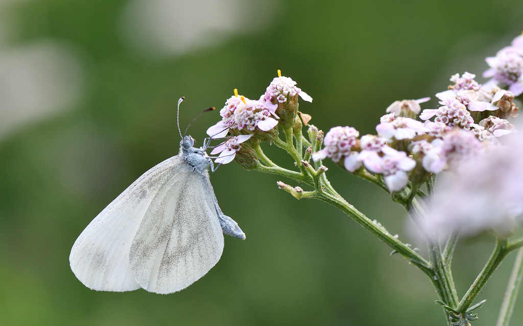 DSC_2475.jpg