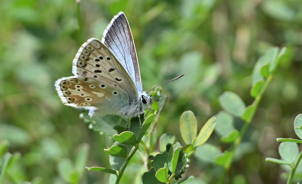 ZSC_0599.jpg
