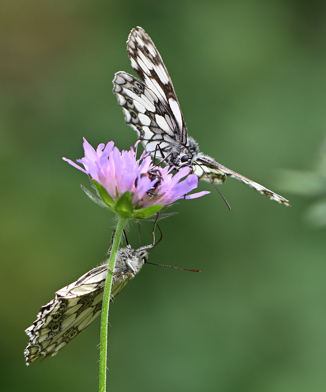 ZSC_0613.jpg