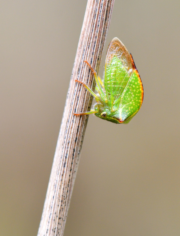 DSC_2548.jpg