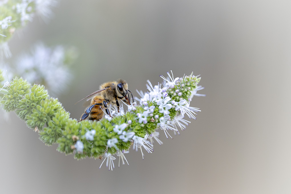 Abeille Août 2026 internet 1.jpg