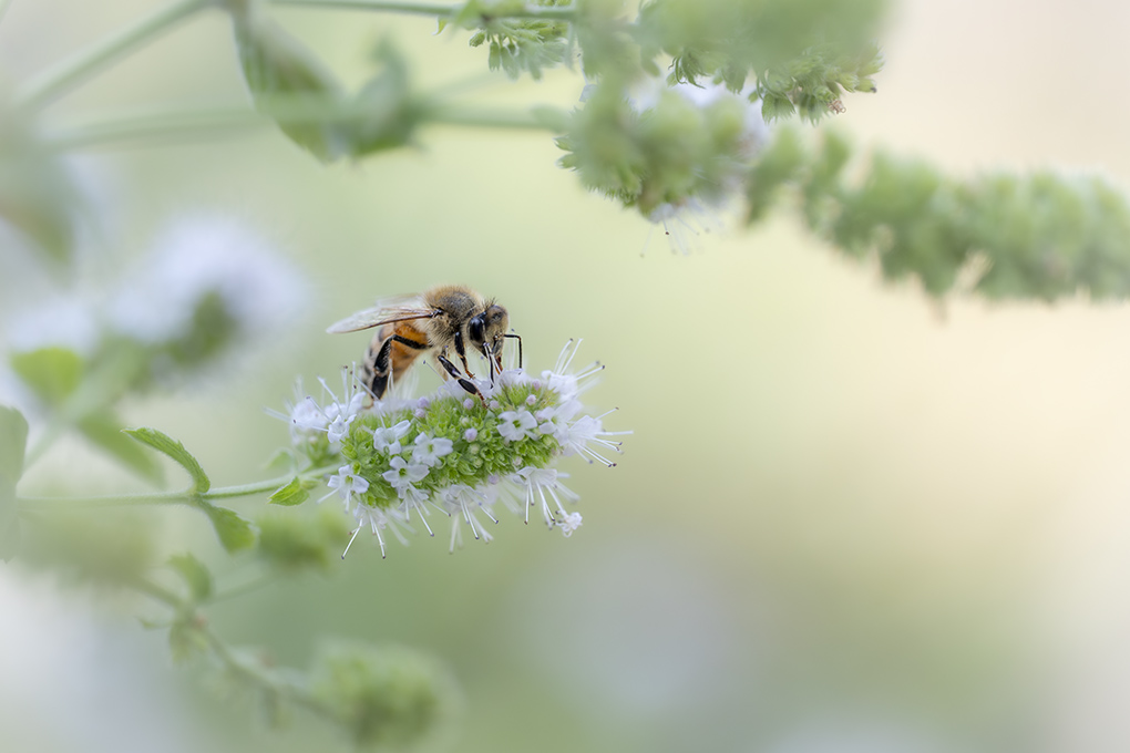 Abeille Août 2026 internet 2.jpg