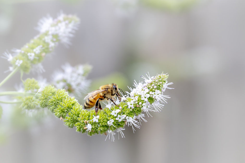 Abeille Août 2026 internet 3.jpg