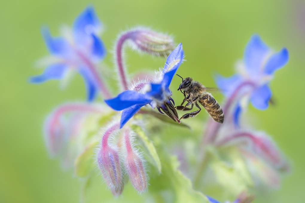 abeille juin 2026 internet 1.jpg