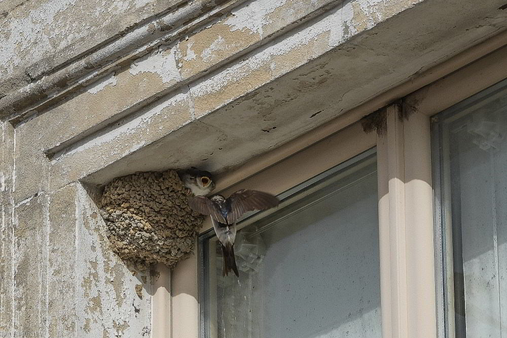 N3 derniéres hirondelles de fenetres_001N3 derniéres hirondelles de fenetres_01.JPG