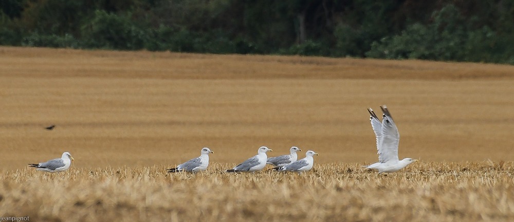 N2 goelands argenté de passage en plaine.JPG