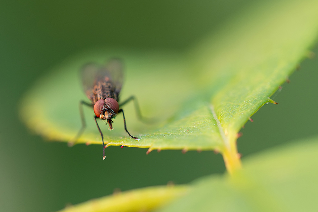 Mouche-1.jpg
