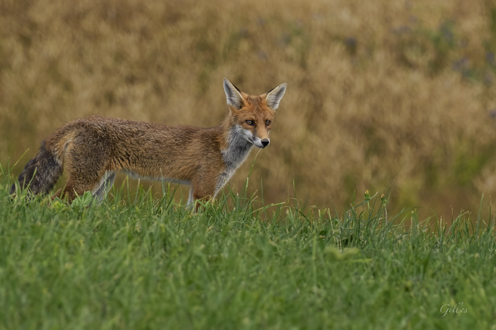 Renard.jpg