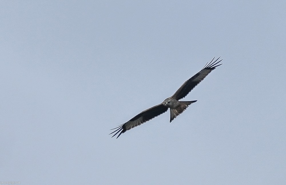 DSC_1167-2_001DSC_1167-2.JPG
