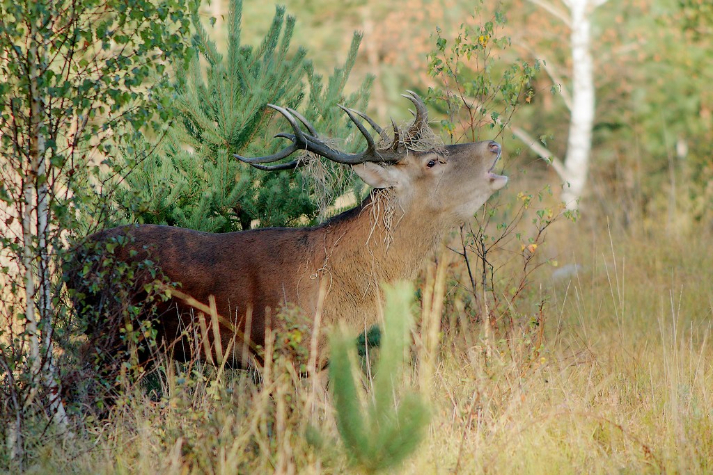 cerf brame -1.JPG