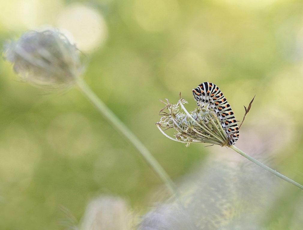 DSC_2553_01-G.JPG