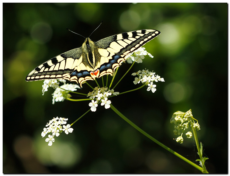 machaon1chass.jpg