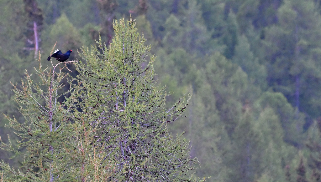 ZSC_1116.jpg