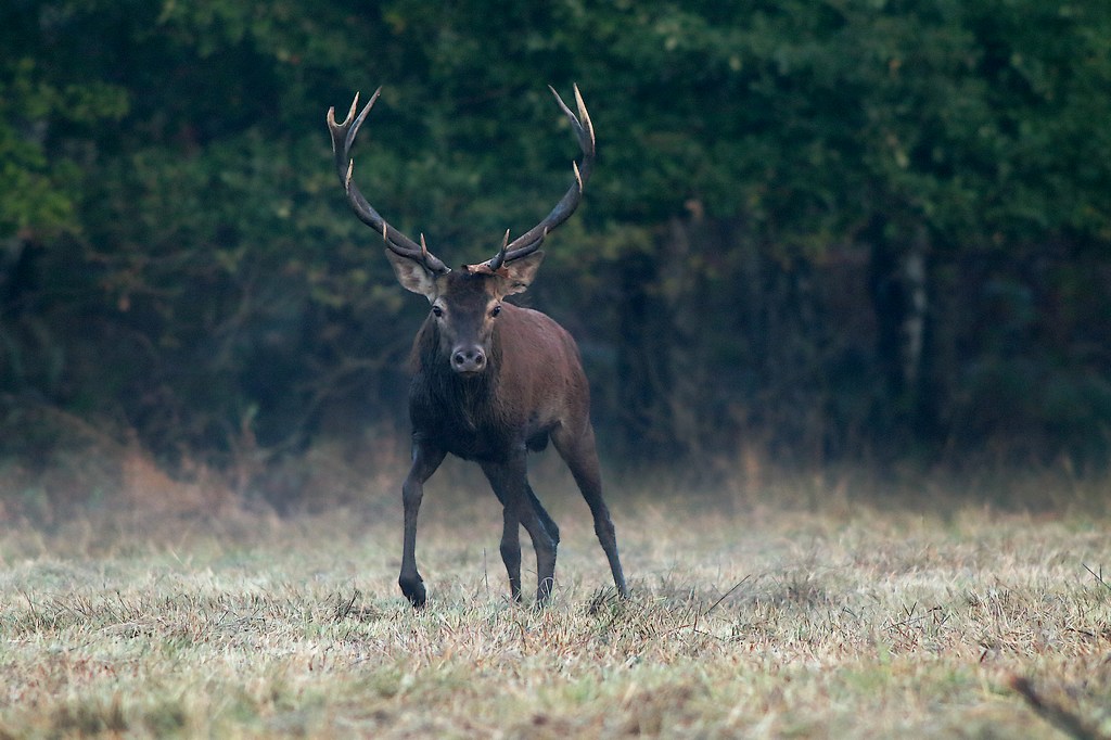 cerf brame -2.JPG