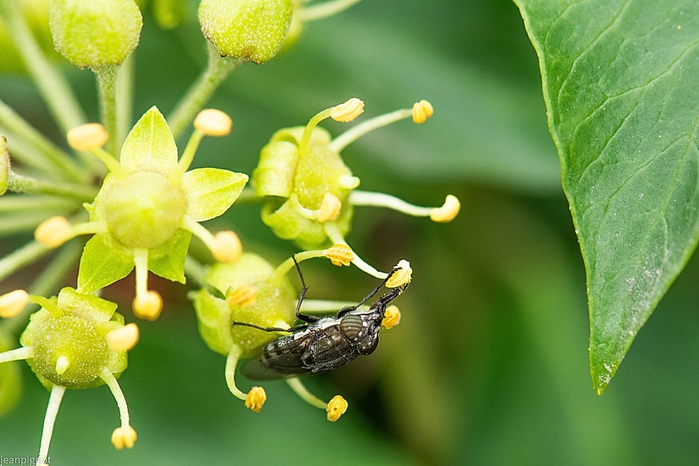 N12 Stomorhina lunata.JPG