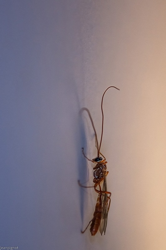 DSC_8526_001DSC_8526.JPG
