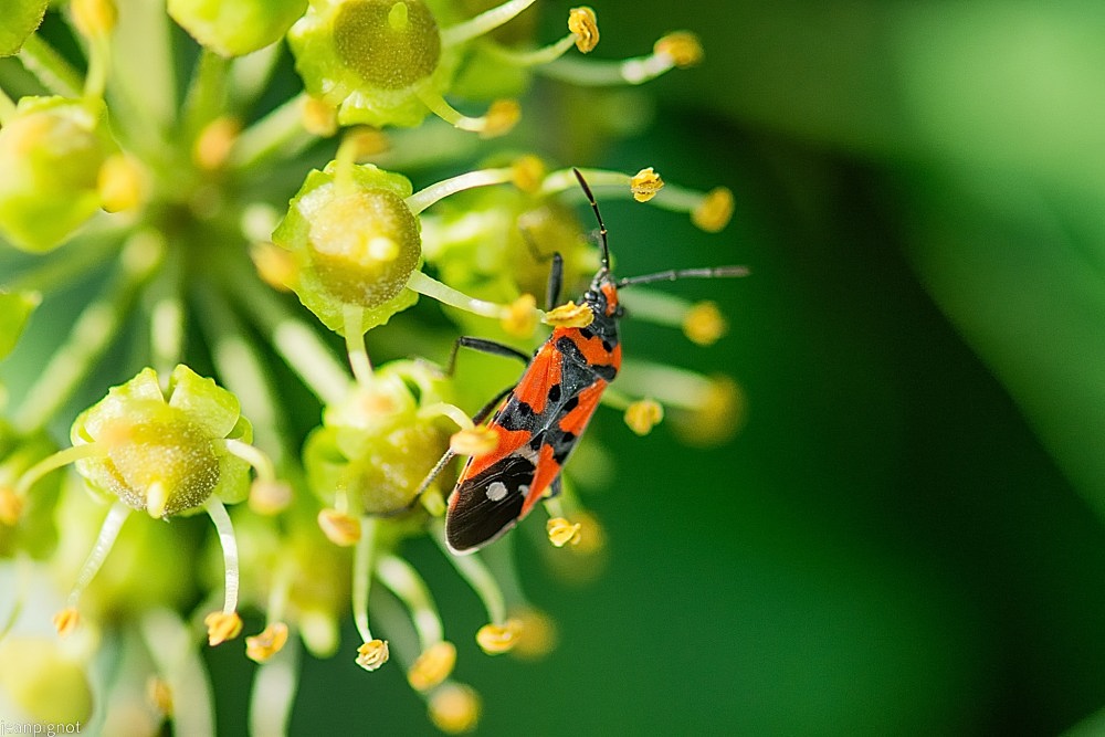 N3 punaise lygaeus equestris.JPG