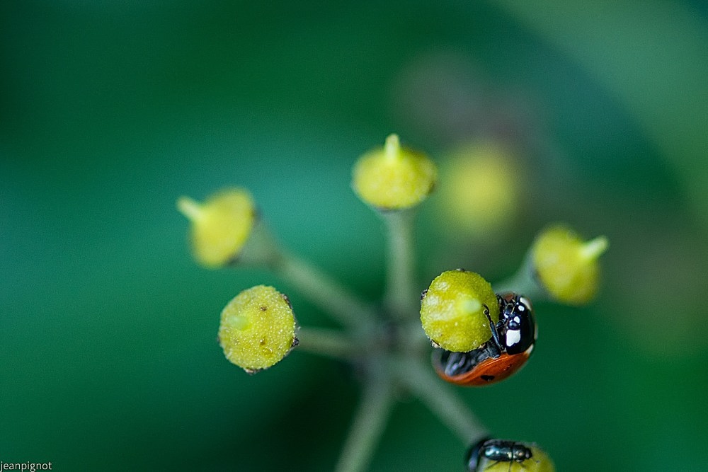 N2 coccinelle.JPG