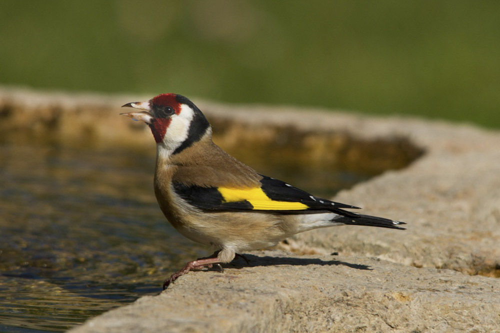 chardonneret.JPG