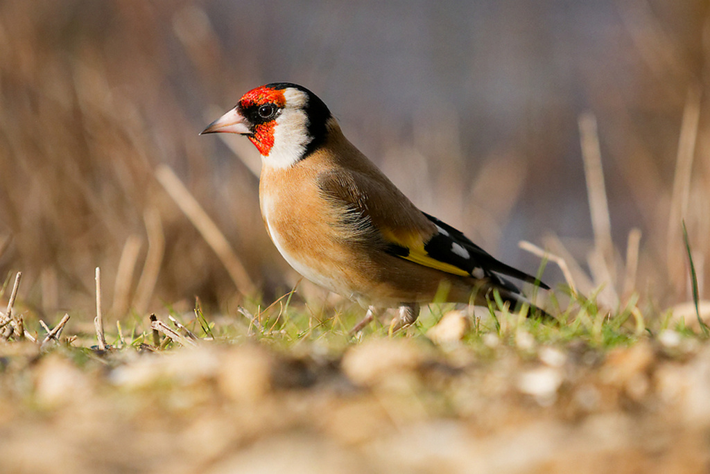 DSC_3116bis.jpg