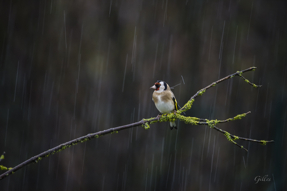Chardonneret pluie.jpg