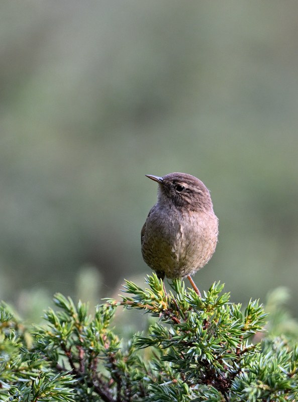 ZSC_3095.JPG