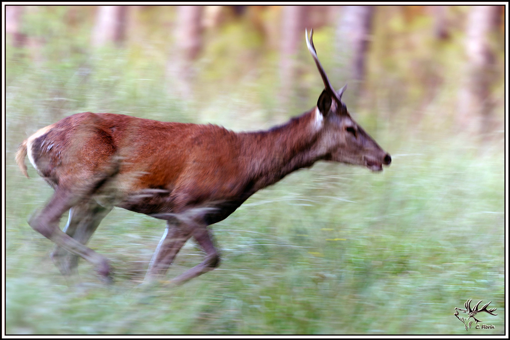 cerf(9722)original.jpg