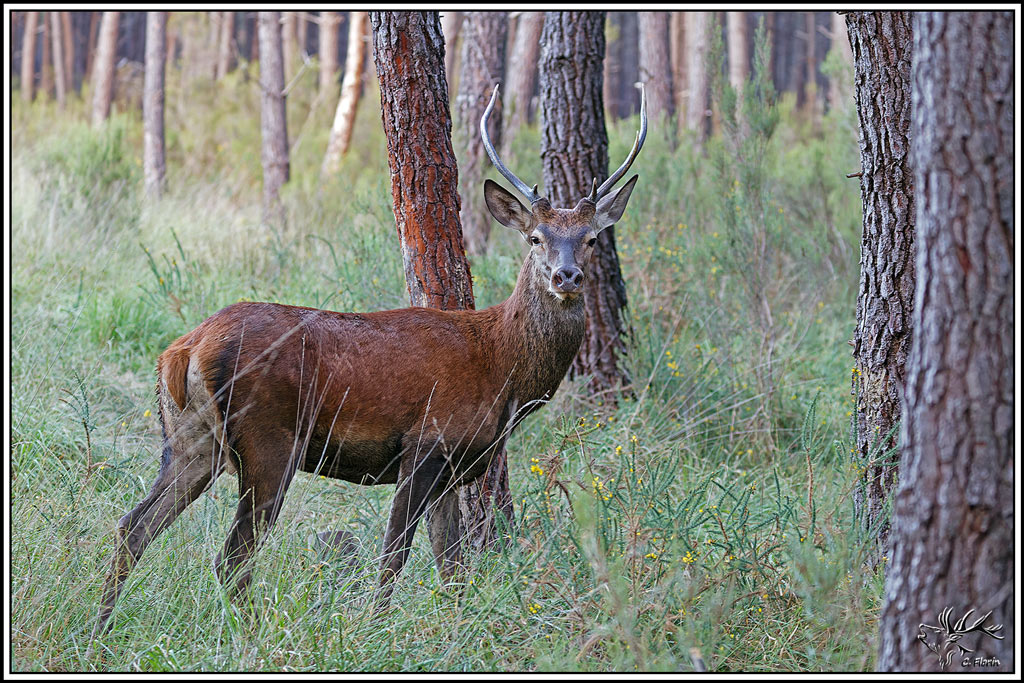 cerf(9723).jpg