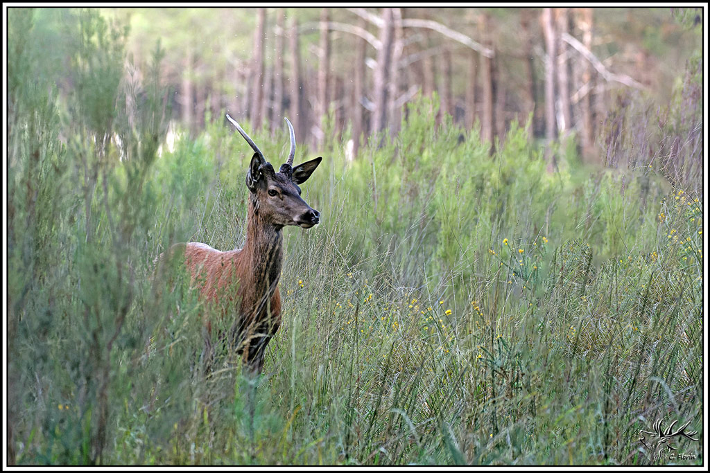 cerf(9724).jpg
