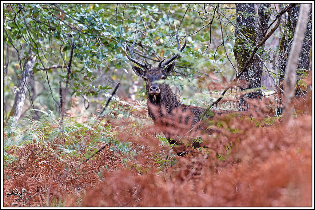 cerf(9727).jpg