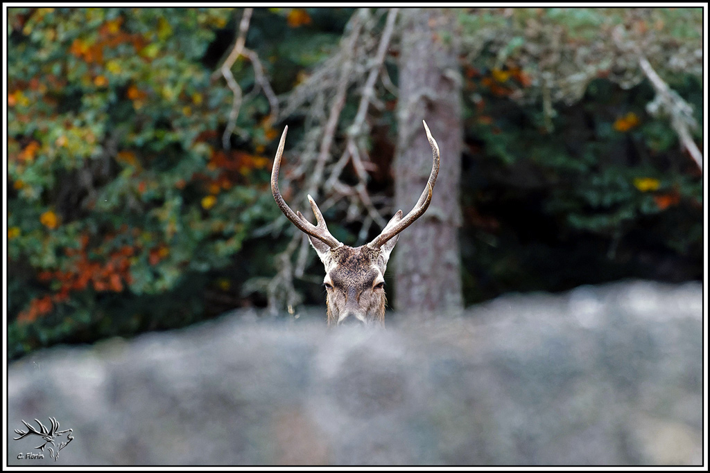 cerf(9729).jpg