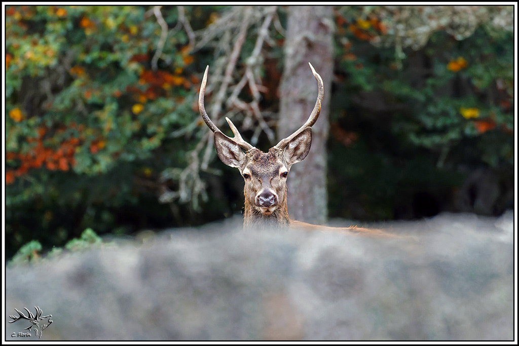 cerf(9731).jpg