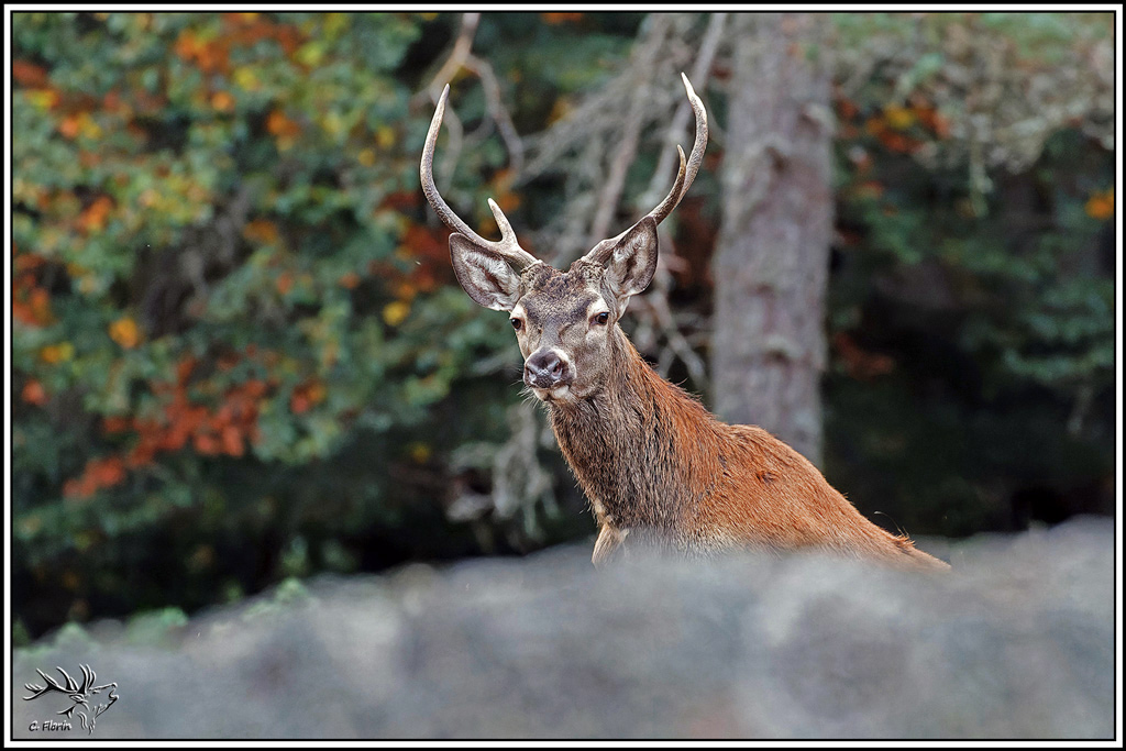 cerf(9733.jpg