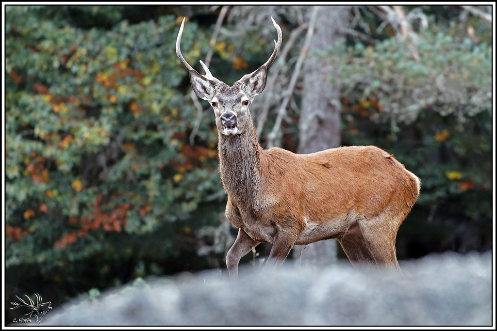 cerf(9738).jpg