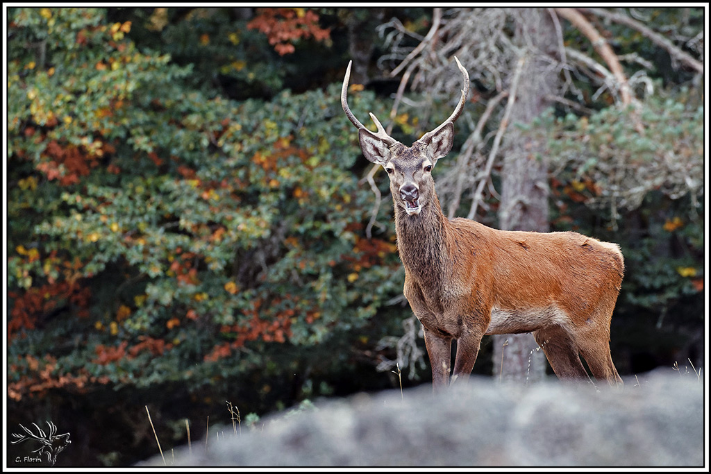 cerf(9741).jpg