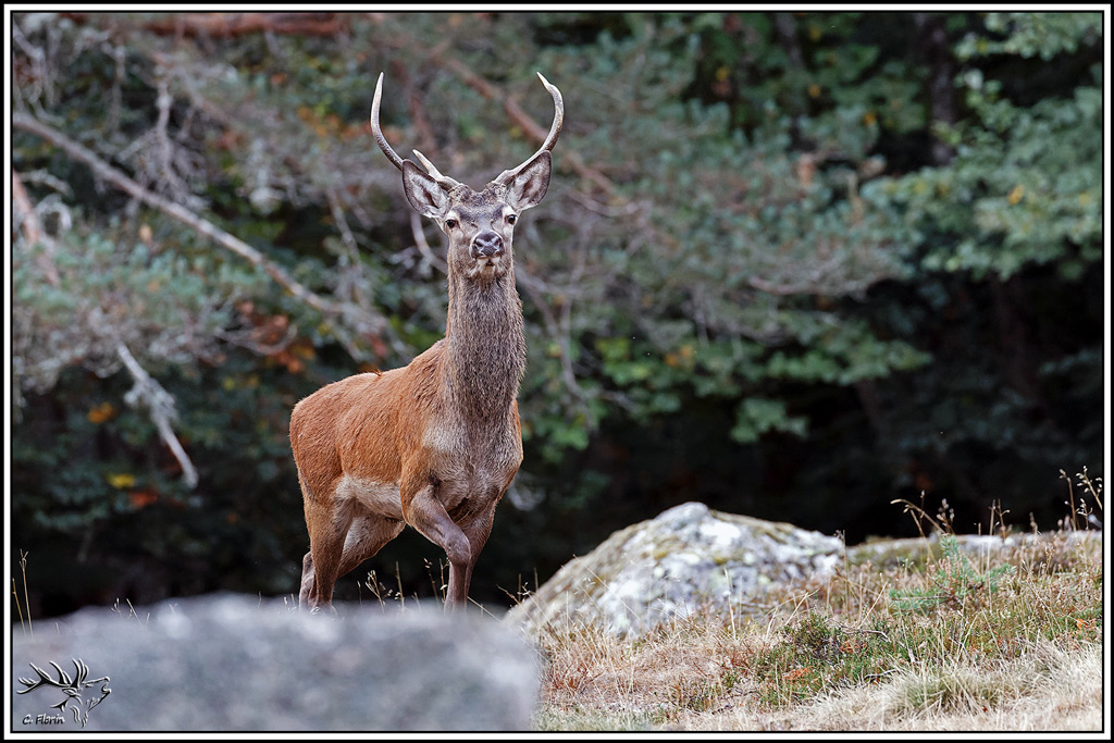 cerf(9756).jpg