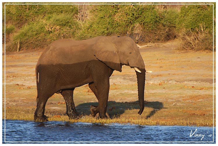 Ã©lÃ©phant-chobe103.jpg
