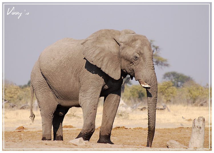 Ã©lÃ©phant-savuti017.jpg