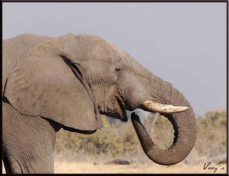 Ã©lÃ©phant-savuti030.jpg