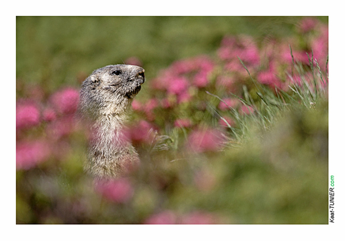 Marmotte-361.jpg