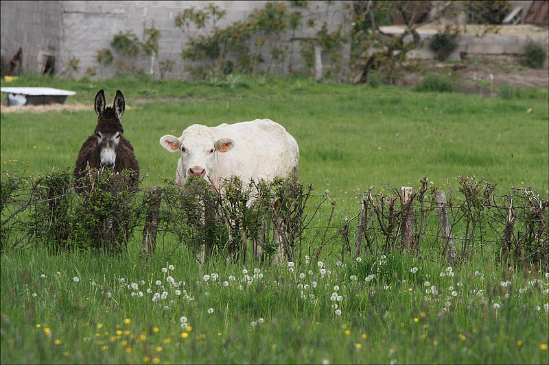 'âne et le boeuf.jpg