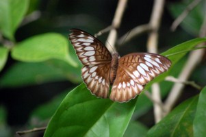 Papillon vintage [320x200].JPG