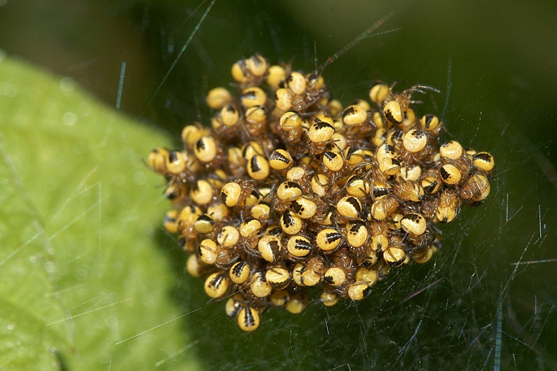 Copie de DSC01583.JPG