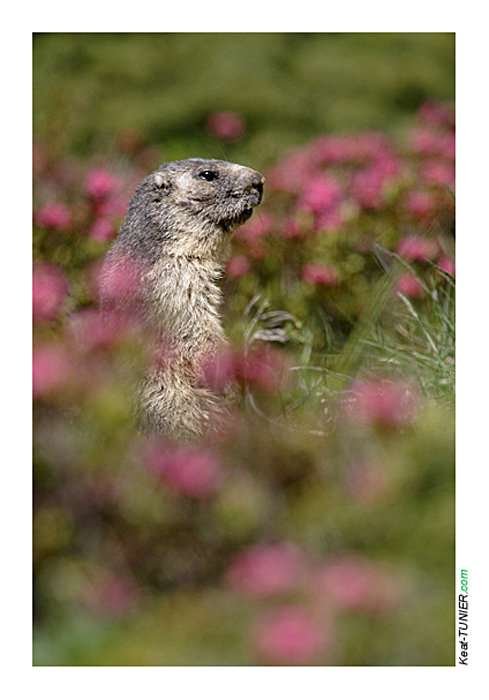 Marmotte-360.jpg