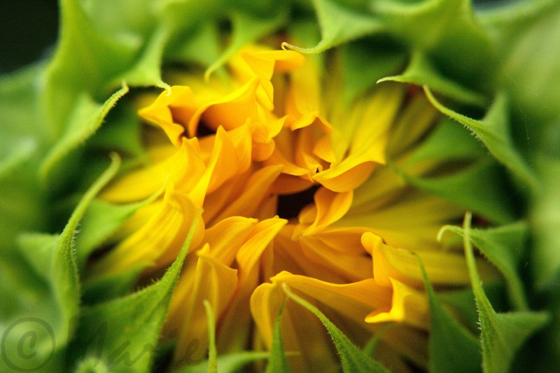 IMG_1873 - Copie - Copie (2) - Copie.JPG