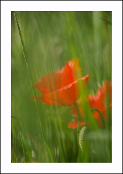 Coquelicot.jpg