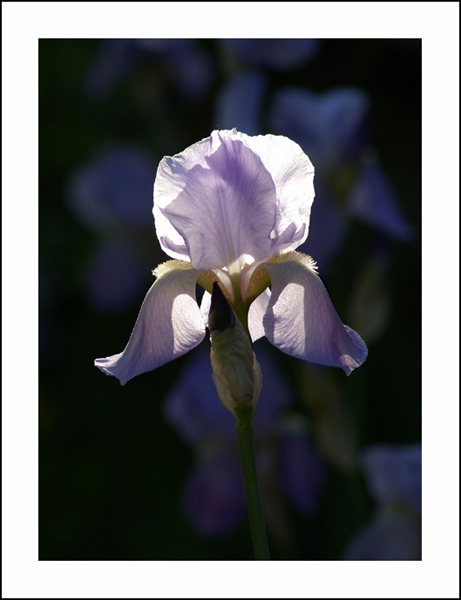 Iris_jardin.jpg