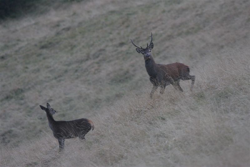 Cerf et Biche_Brame_Pyrenees_2007_10_11_Audinet.JPG